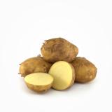 Frühkartoffel vorw. festk.  Urspr. IT