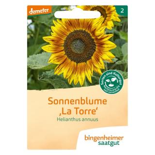 Saatgut Sonnenblume La Torre