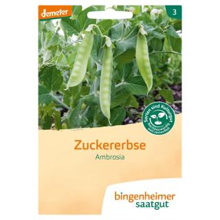 Saatgut Markerbse