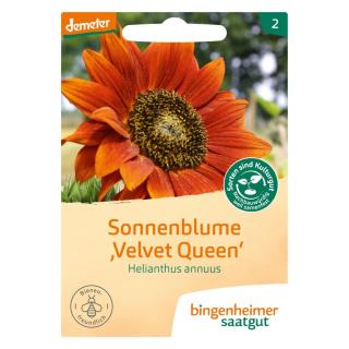 Saatgut Sonnenblume Velvet Queen